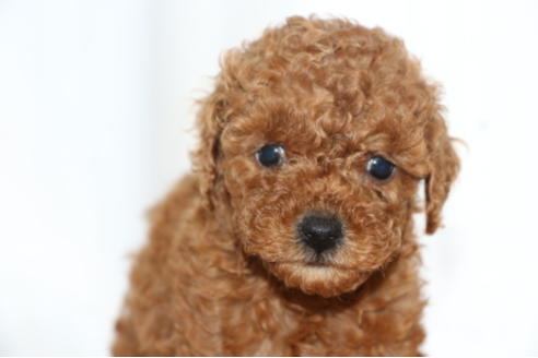 成約済の千葉県のトイプードル-65130の7枚目