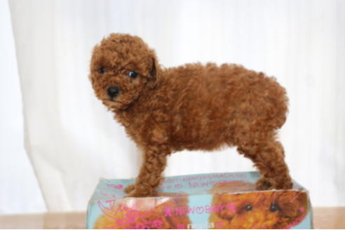 成約済の千葉県のトイプードル-65130の6枚目