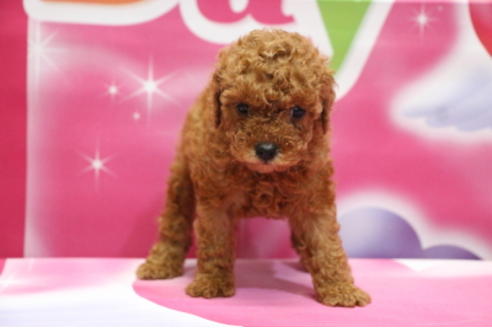 成約済の千葉県のトイプードル-65130の5枚目