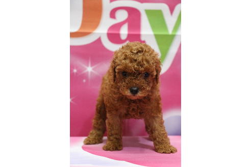 成約済の千葉県のトイプードル-65130の4枚目