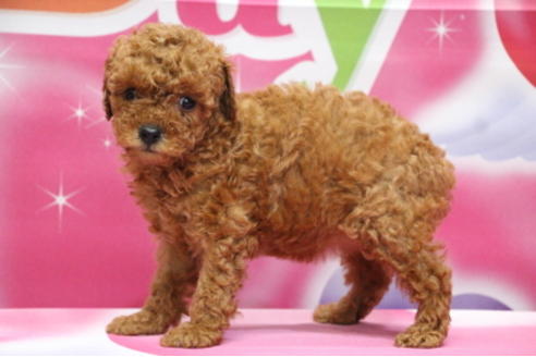 成約済の千葉県のトイプードル-65130の3枚目