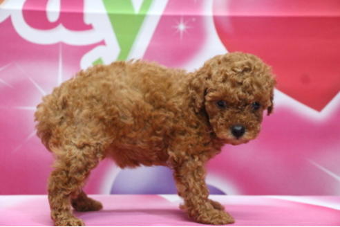 成約済の千葉県のトイプードル-65130の2枚目