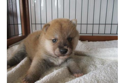 成約済の岡山県の豆柴-65156の1枚目