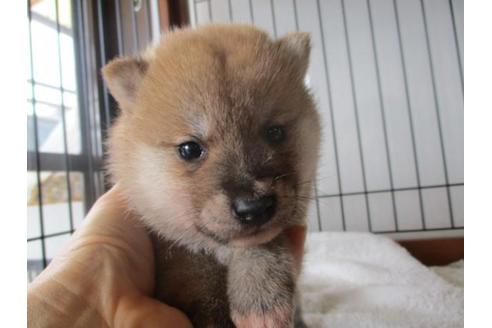 成約済の岡山県の豆柴-65156の2枚目