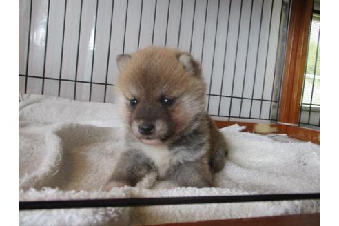 成約済の岡山県の豆柴-65157の2枚目