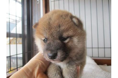 成約済の岡山県の豆柴-65158の2枚目