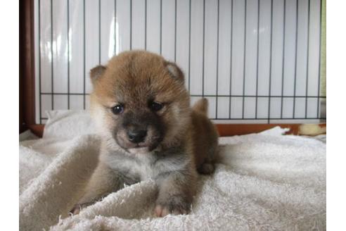 成約済の岡山県の豆柴-65158の1枚目
