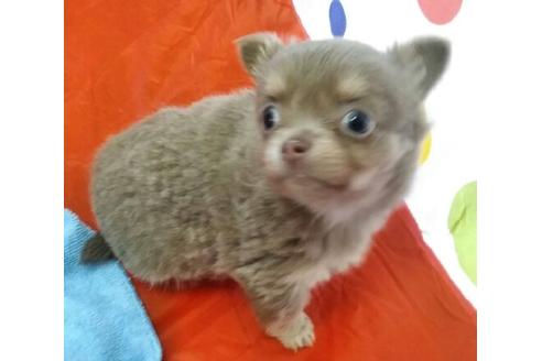 成約済の岐阜県のチワワ(ロングコート)-65162の3枚目