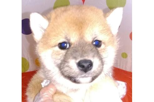 成約済の岐阜県の柴犬-65163の2枚目