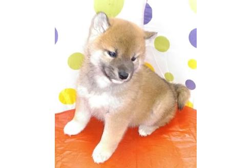 成約済の岐阜県の柴犬-65164
