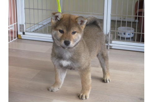 成約済の岡山県の柴犬-62211の1枚目