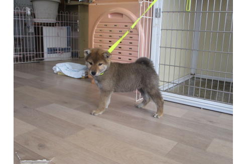 成約済の岡山県の柴犬-62211の2枚目