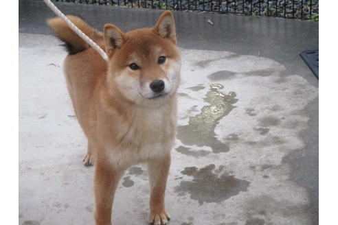 成約済の岡山県の柴犬-56241の3枚目