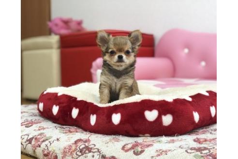 成約済の香川県のチワワ(ロングコート)-64341の1枚目