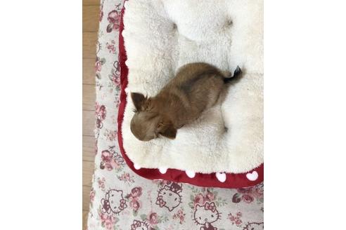 成約済の香川県のチワワ(ロングコート)-64341の4枚目