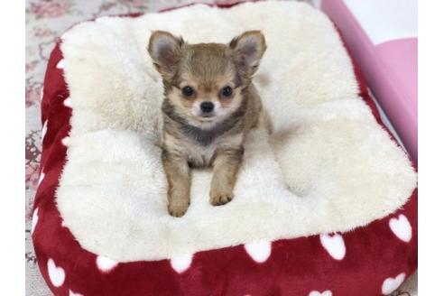 成約済の香川県のチワワ(ロングコート)-64341の3枚目