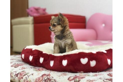 成約済の香川県のチワワ(ロングコート)-64341の2枚目