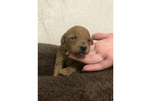 成約済の宮崎県のトイプードル-65057の2枚目