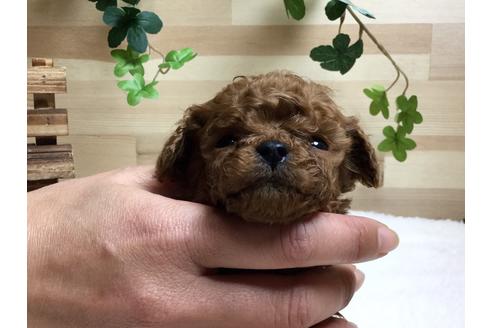成約済の静岡県のトイプードル-64155