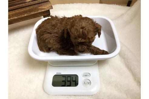 成約済の静岡県のトイプードル-64155の2枚目