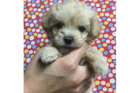 成約済の静岡県のマルプー:マルチーズ×トイプードル-63146の1枚目