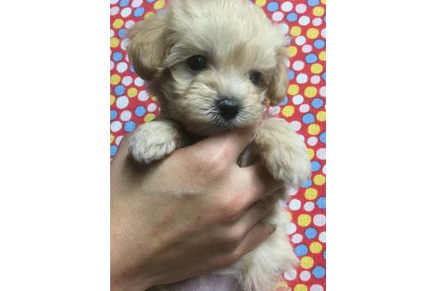 成約済の静岡県のマルプー:マルチーズ×トイプードル-63146の2枚目