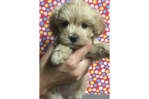 成約済の静岡県のマルプー:マルチーズ×トイプードル-63147の1枚目