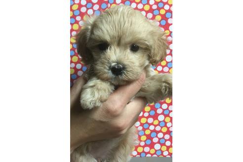 成約済の静岡県のマルプー:マルチーズ×トイプードル-63147の2枚目