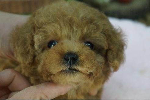 成約済の京都府のティーカッププードル-65249