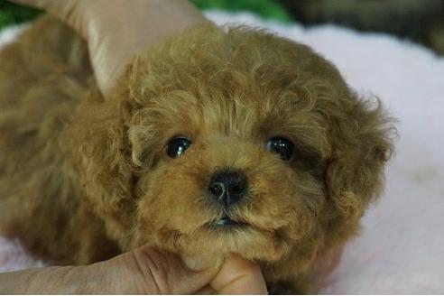 成約済の京都府のティーカッププードル-65249の3枚目