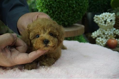 成約済の京都府のティーカッププードル-65249の2枚目