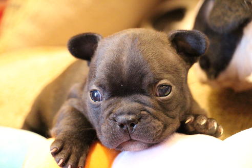 成約済の愛知県のフレンチブルドッグ-63621の18枚目