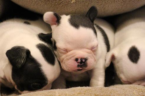 成約済の愛知県のフレンチブルドッグ-63625の16枚目