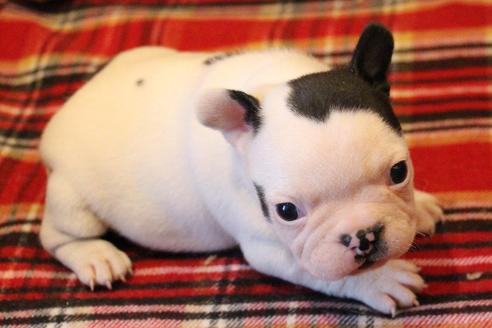 成約済の愛知県のフレンチブルドッグ-63625の15枚目