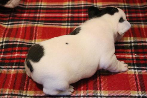 成約済の愛知県のフレンチブルドッグ-63625の14枚目