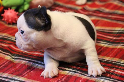 成約済の愛知県のフレンチブルドッグ-63625の13枚目