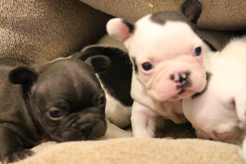 成約済の愛知県のフレンチブルドッグ-63625の12枚目