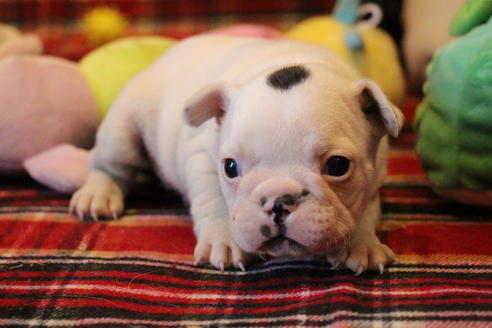 成約済の愛知県のフレンチブルドッグ-63623の20枚目