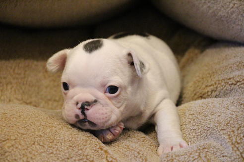 成約済の愛知県のフレンチブルドッグ-63623の19枚目