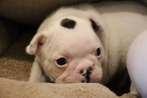 成約済の愛知県のフレンチブルドッグ-63623の18枚目