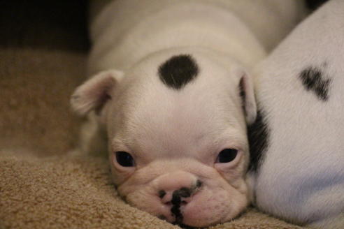 成約済の愛知県のフレンチブルドッグ-63623の17枚目