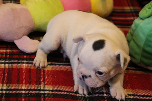 成約済の愛知県のフレンチブルドッグ-63623の16枚目