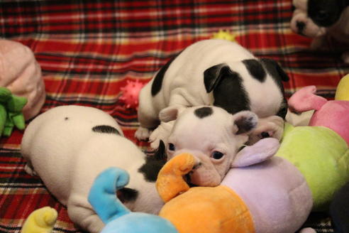 成約済の愛知県のフレンチブルドッグ-63623の15枚目