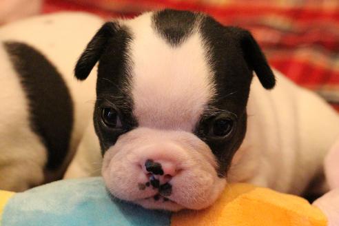 成約済の愛知県のフレンチブルドッグ-63622の19枚目