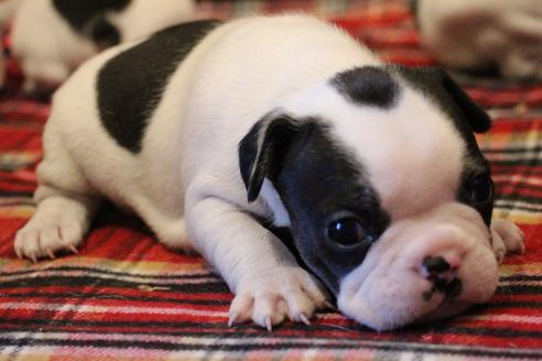 成約済の愛知県のフレンチブルドッグ-63622の18枚目