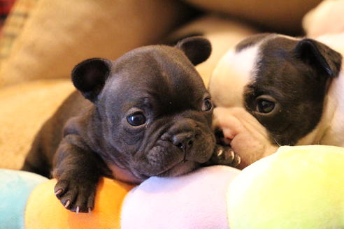 成約済の愛知県のフレンチブルドッグ-63622の16枚目