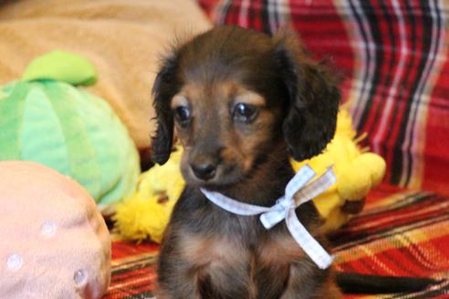 成約済の愛知県のカニンヘンダックスフンド(ロングヘアード)-62632の11枚目