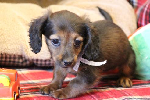 成約済の愛知県のカニンヘンダックスフンド(ロングヘアード)-62632の10枚目