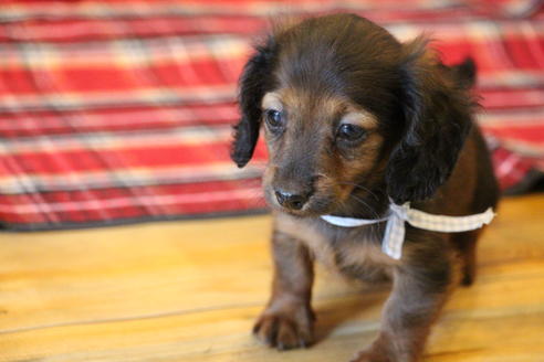 成約済の愛知県のカニンヘンダックスフンド(ロングヘアード)-62632の9枚目