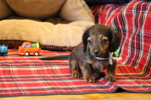成約済の愛知県のカニンヘンダックスフンド(ロングヘアード)-62632の8枚目